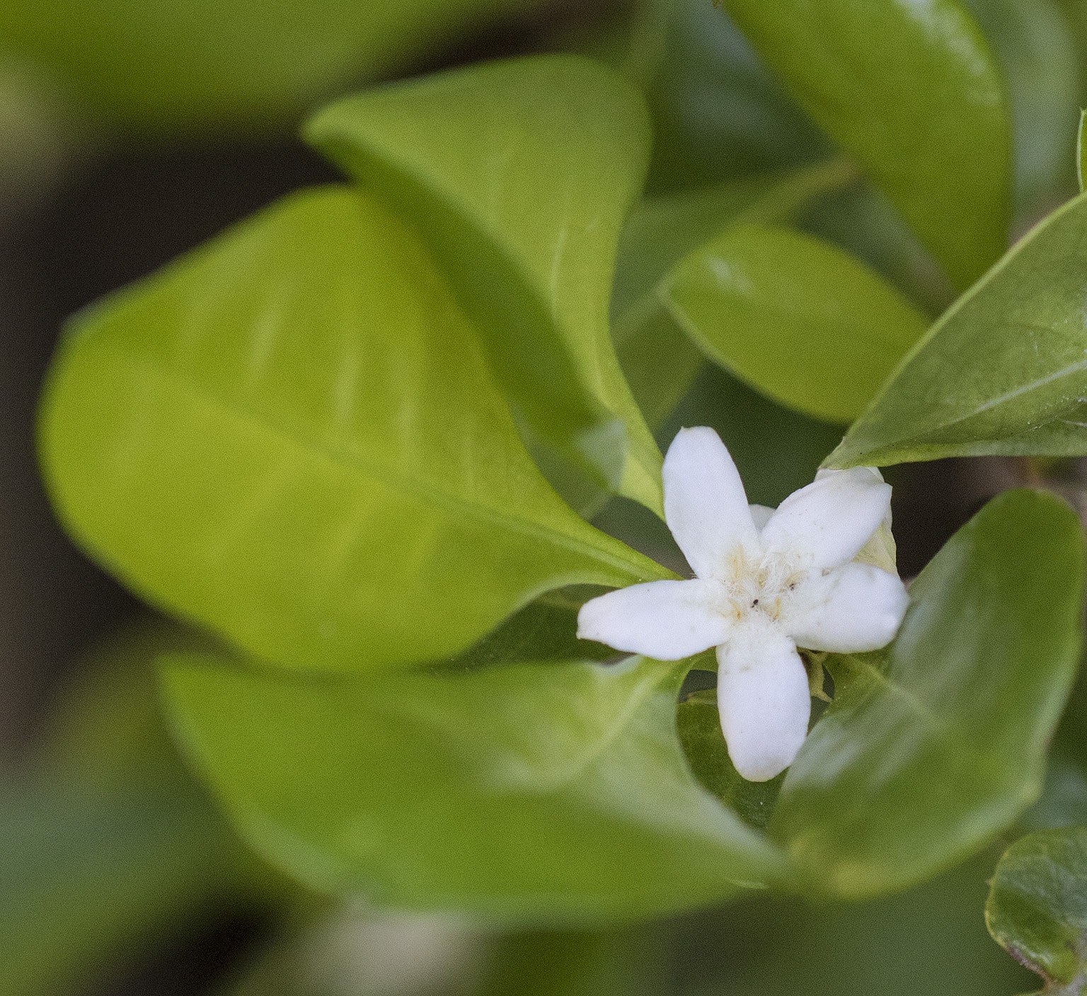 White Indigo Berry 0025