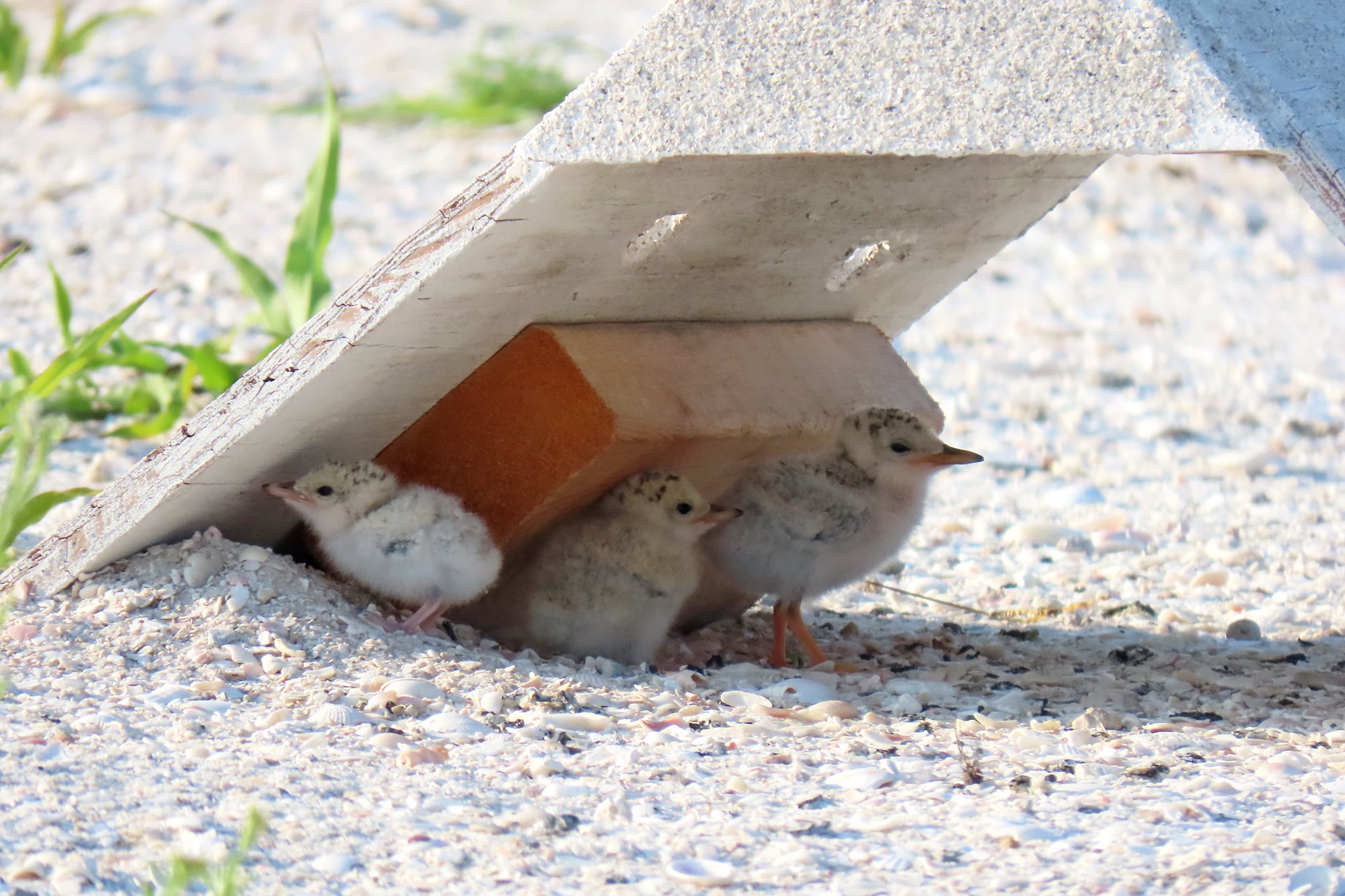 Least Tern Chick Shade Structure Least Tern Chick Shade Structure