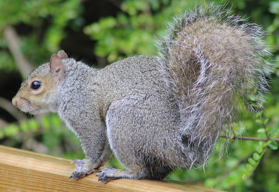 Squirrel By Leon Van Der Noll Squirrel By Leon Van Der Noll