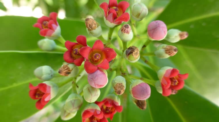cinnamon bark sccf sanibel native landscapes and garden center