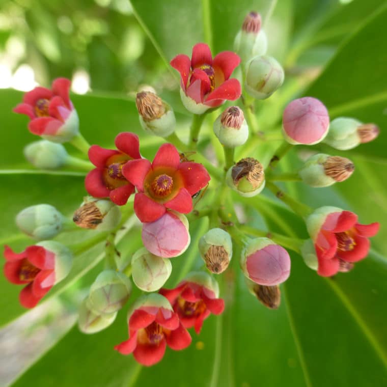 cinnamon bark sccf sanibel native landscapes and garden center