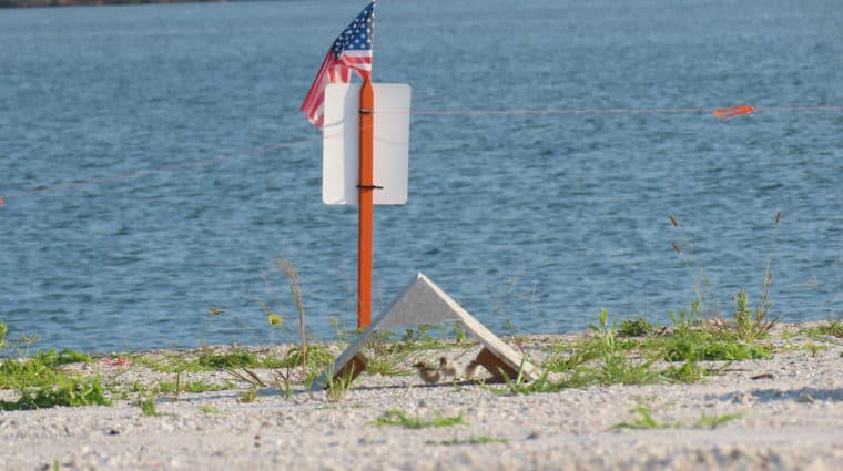 small least terns hiding under shade on sanibel causeway next to an American flag