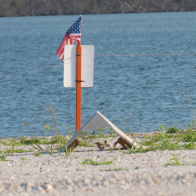 small least terns hiding under shade on sanibel causeway next to an American flag
