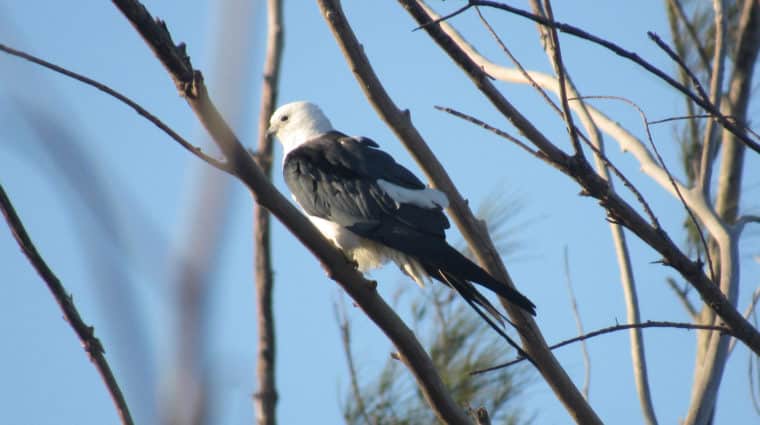 swallow-tailed kite on sanibel