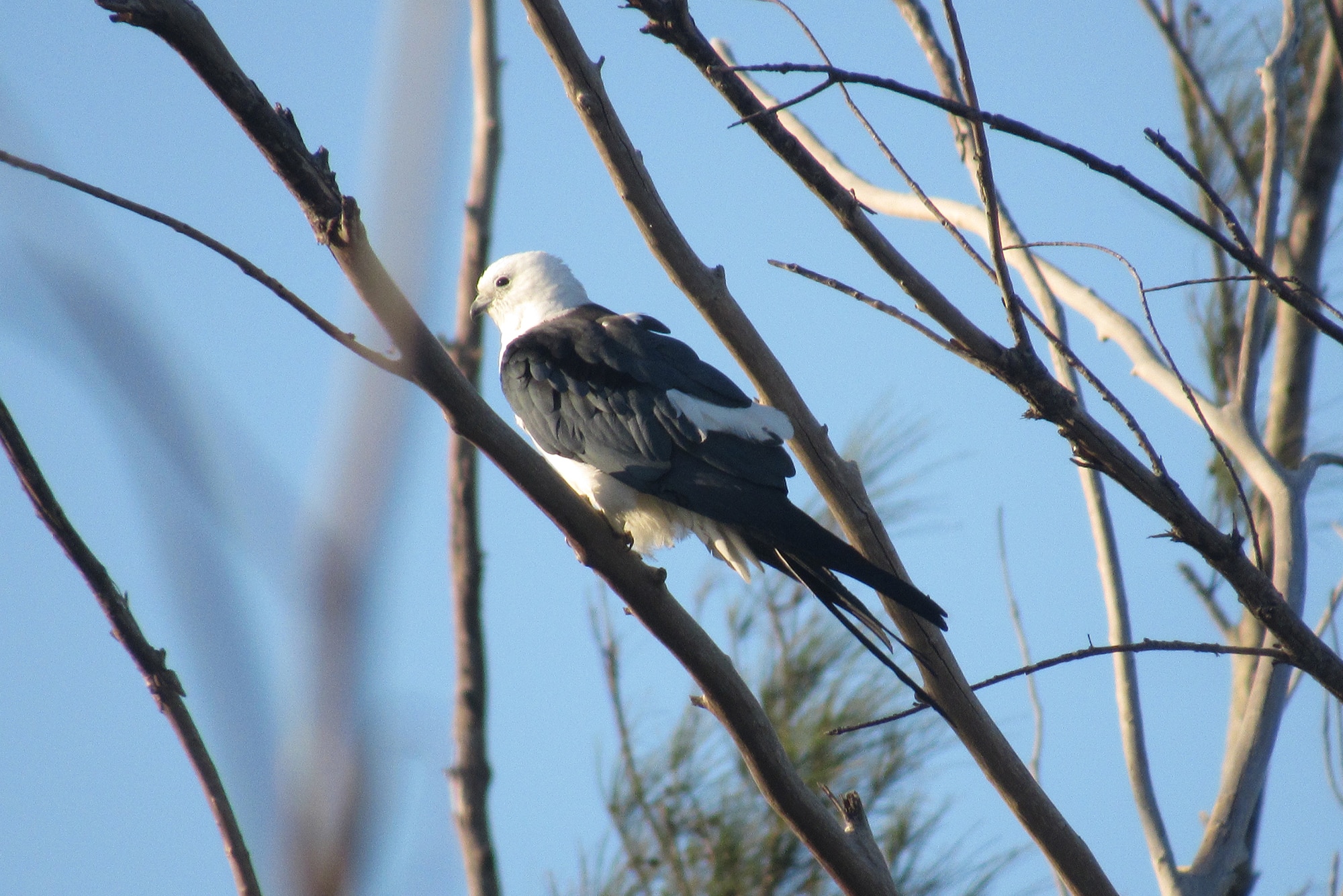 Swallow Tailed Kite 2025 Copy swallow-tailed kite on sanibel