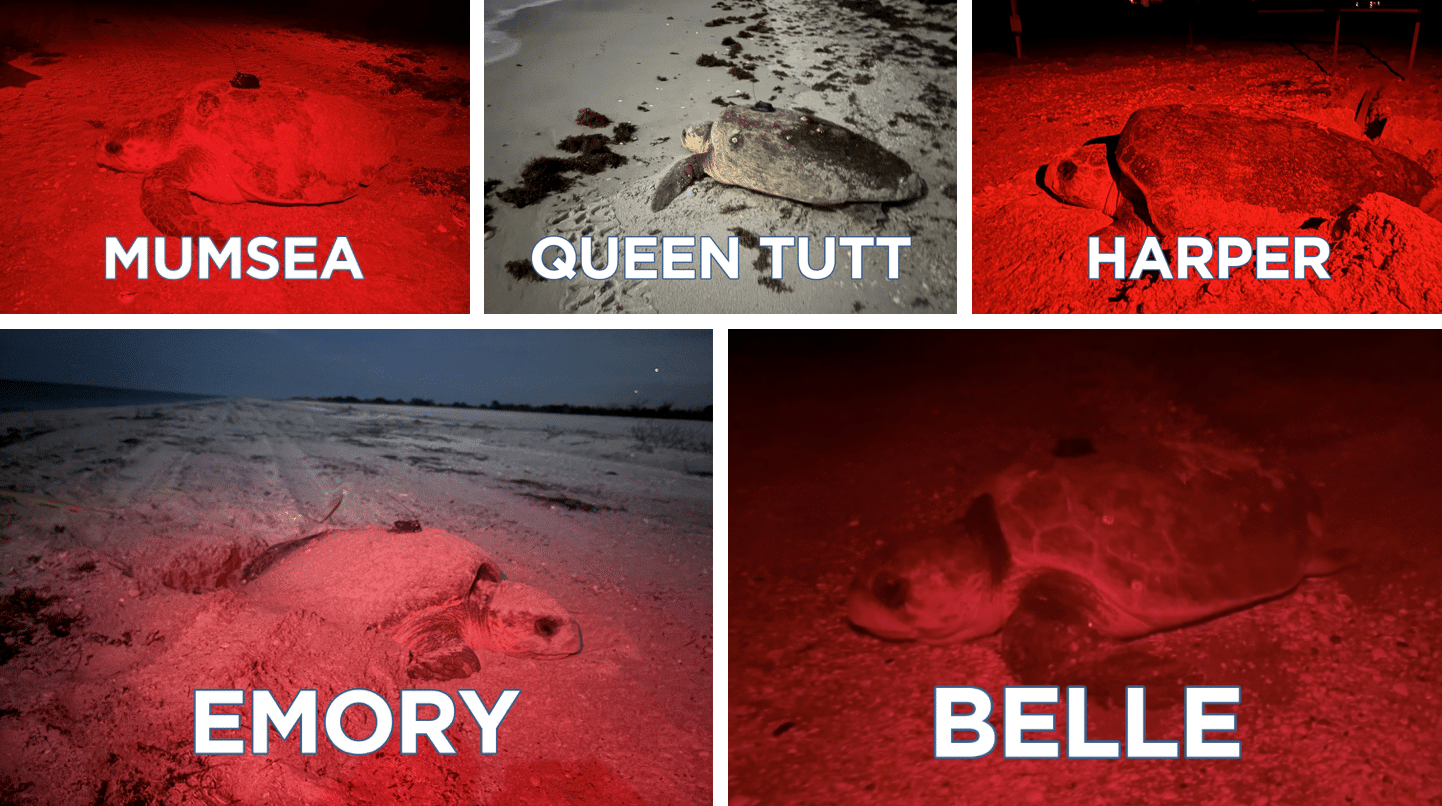 Tagged Loggerheads 2025 satellite tagged loggerheads on sanibel sccf