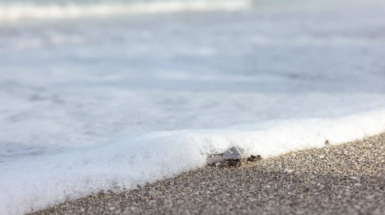 loggerhead hatchling headed to sea on Sanibel Island
