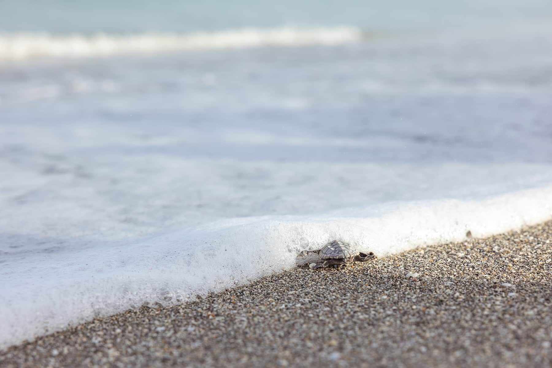 Hatchling Headed To Sea loggerhead hatchling headed to sea on Sanibel Island