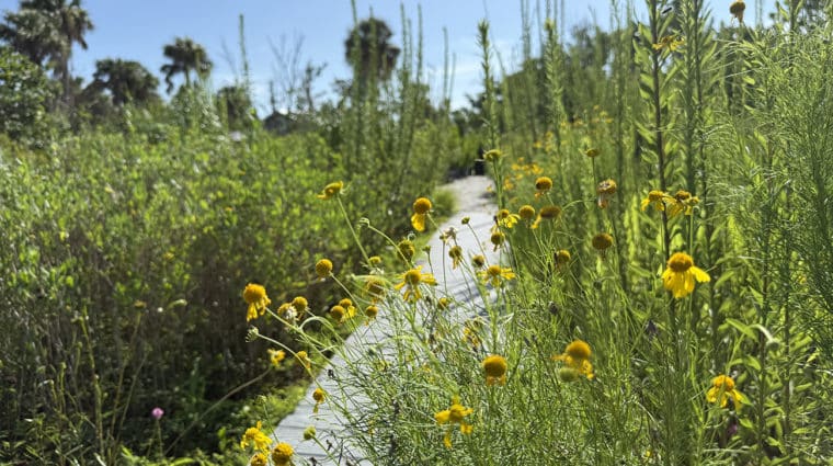 pollinator garden sccf native landscapes and garden center