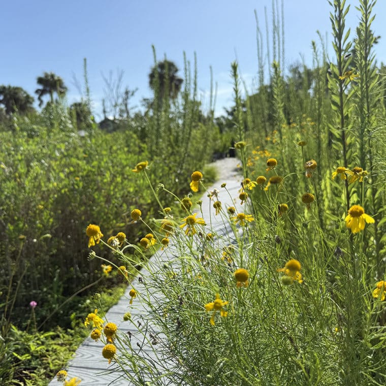 pollinator garden sccf native landscapes and garden center
