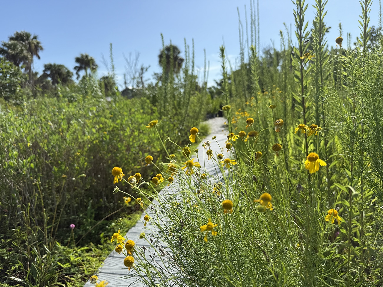Native Plants pollinator garden sccf native landscapes and garden center