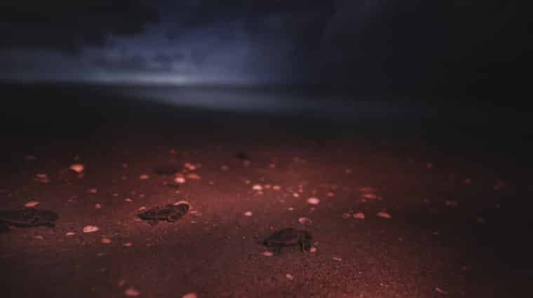 loggerhead hatchlings on the beach on sanibel at night