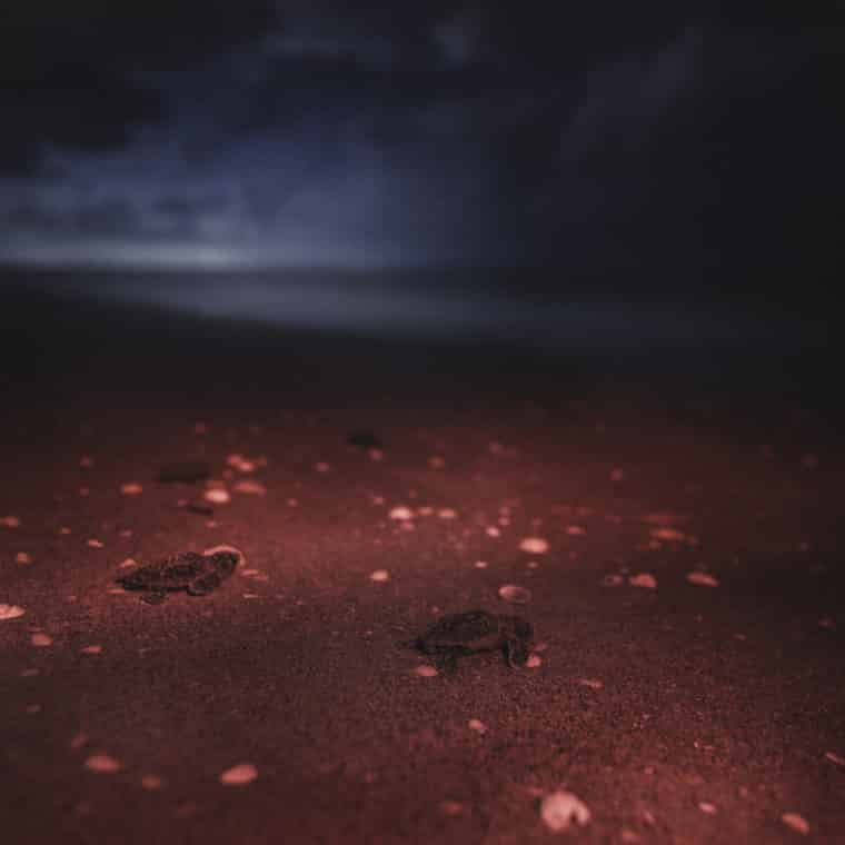 loggerhead hatchlings on the beach on sanibel at night