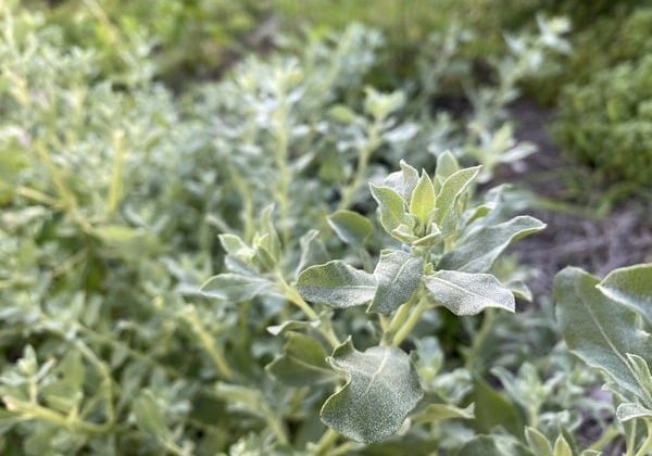 Atriplex Cristata 2 600