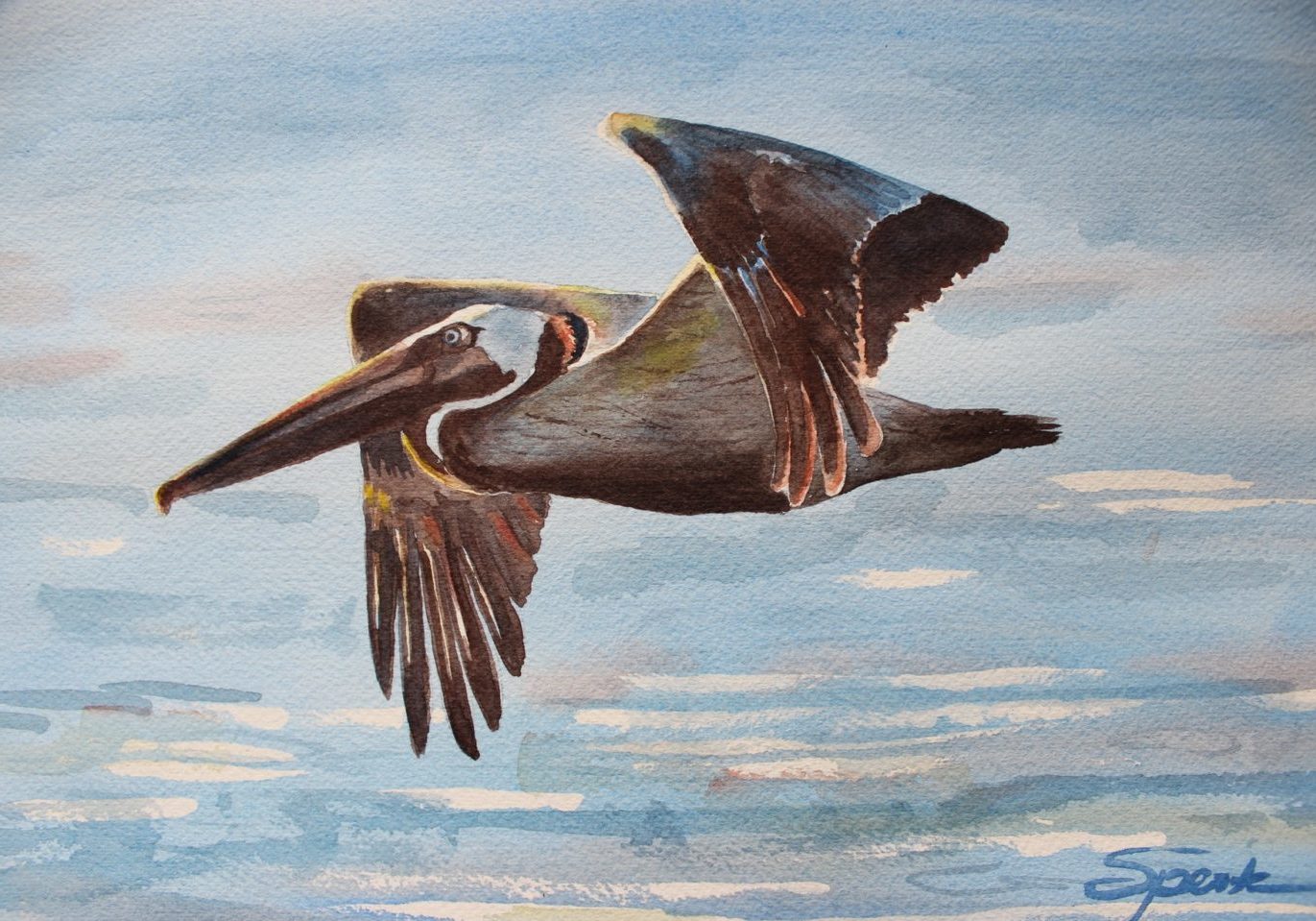 Brown Pelican In Flight Nancy Sperte 1800