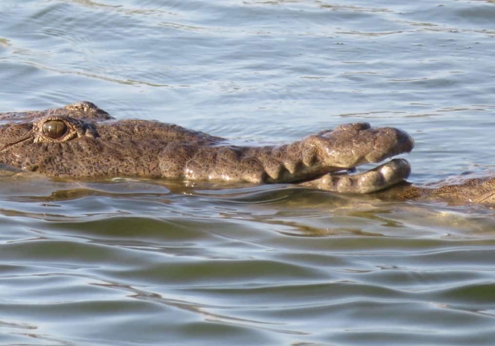 CU Croc Snouting Feb 2025 Resize