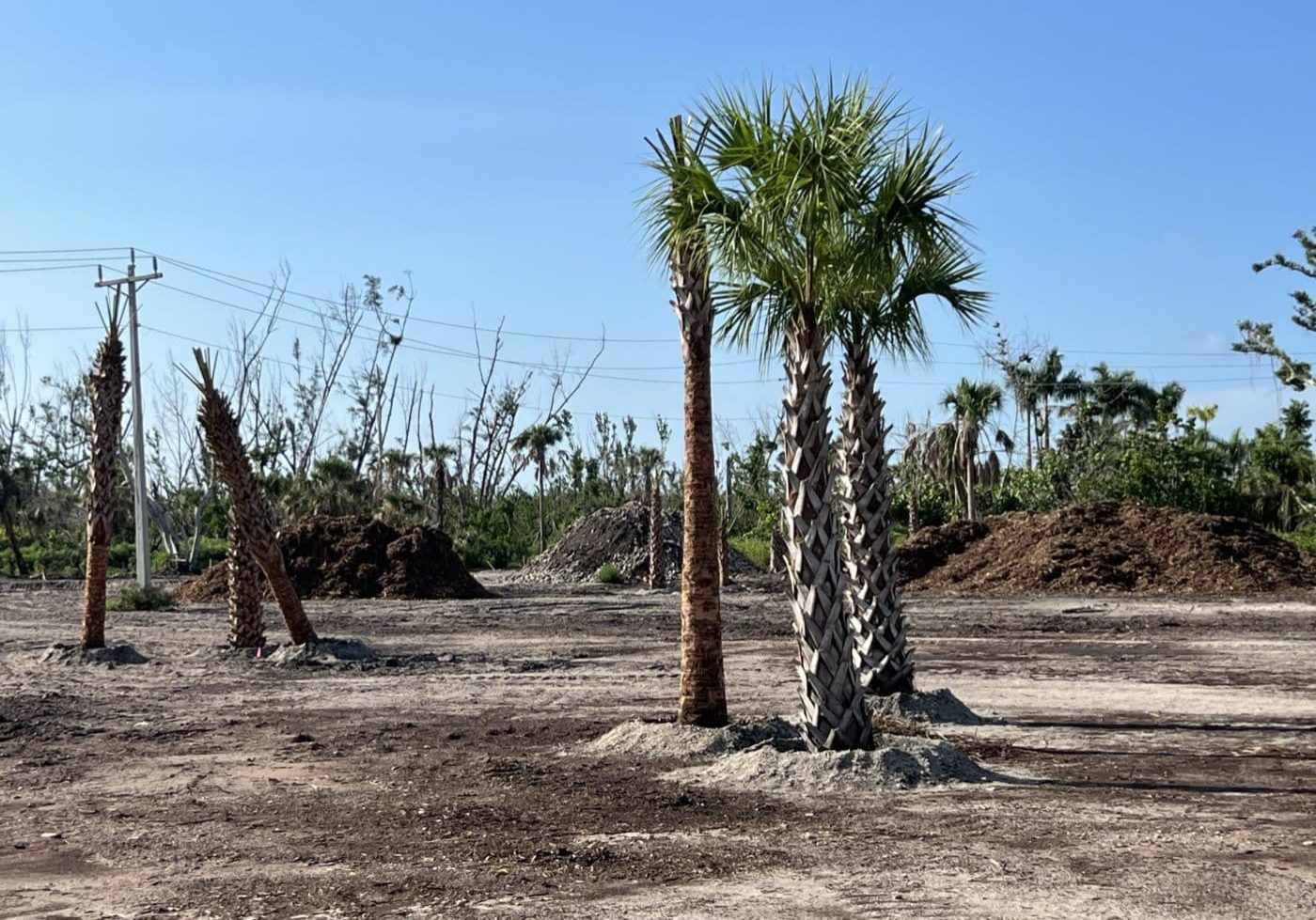 cabbage palm planting puschel preserve