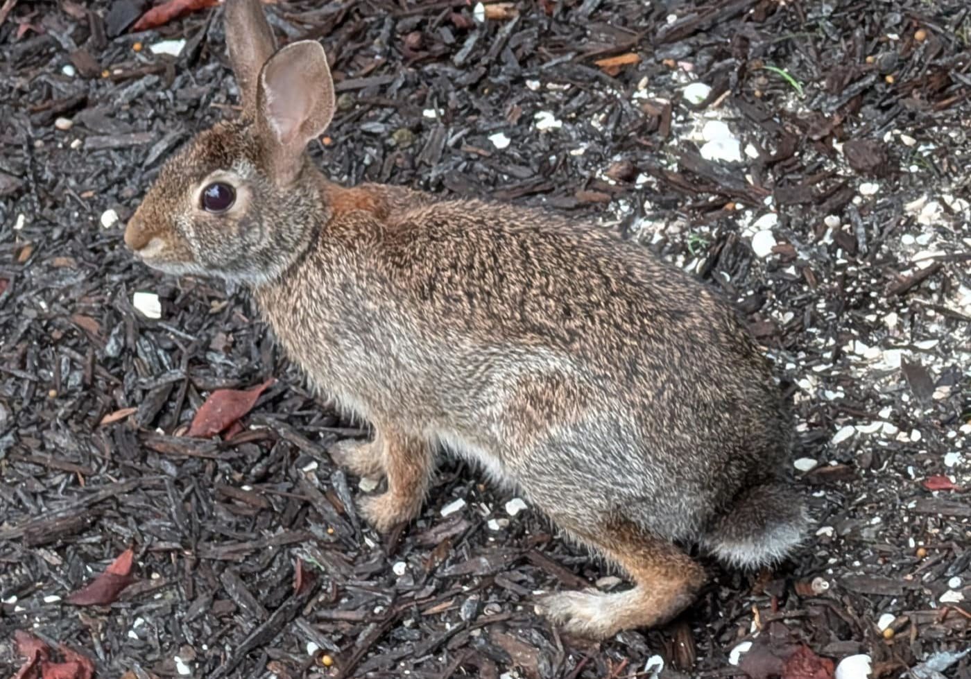 Cottontail Resize Crop
