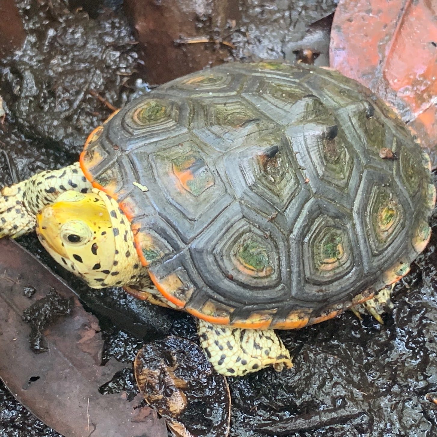 Herping Florida; The Elusive Mangrove Diamondback Terrapin 