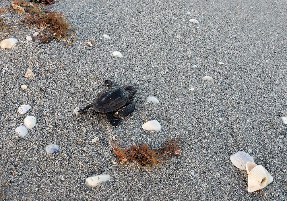 sea turtle hatchling heading to sea