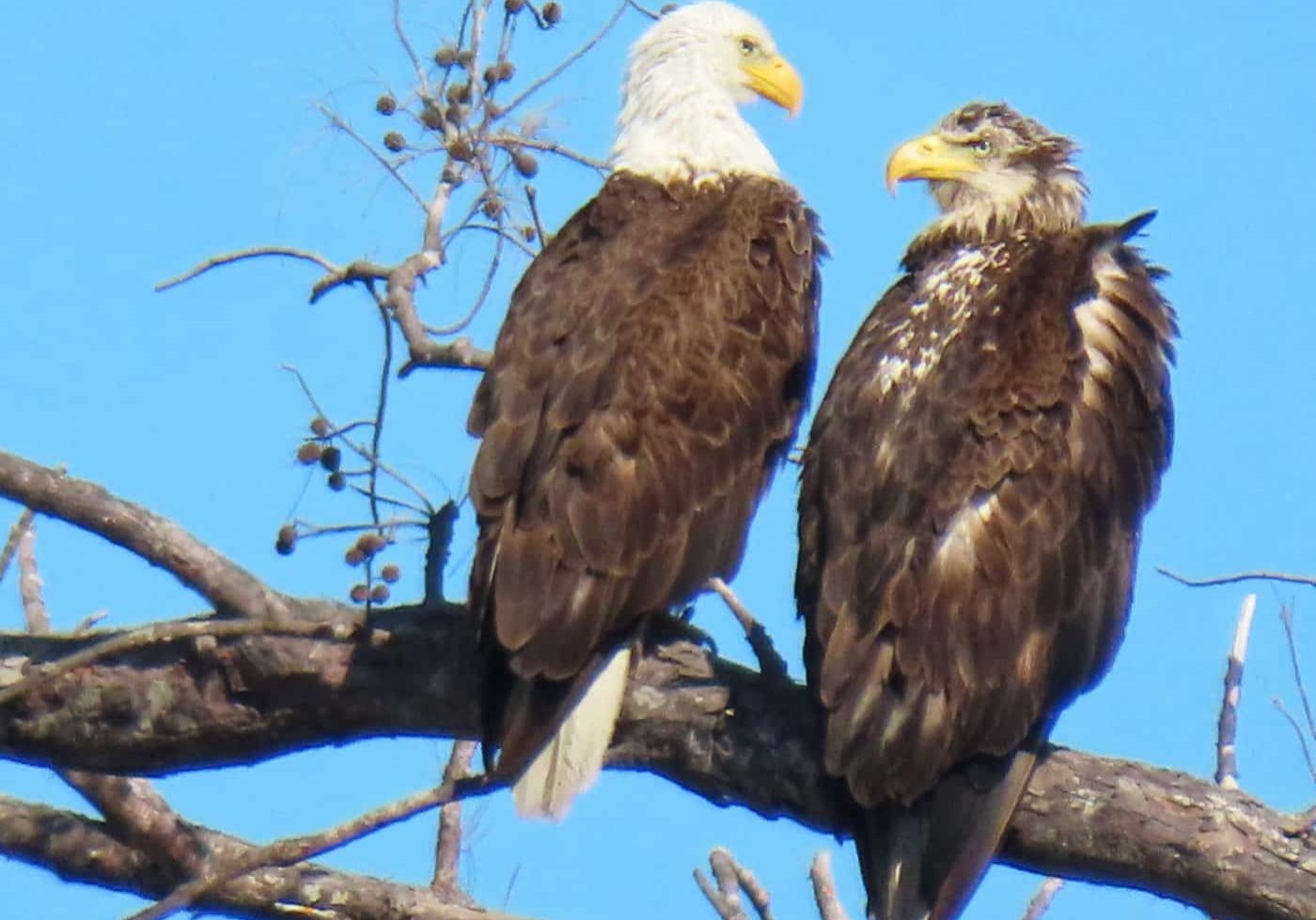 bald eagles perching on branch