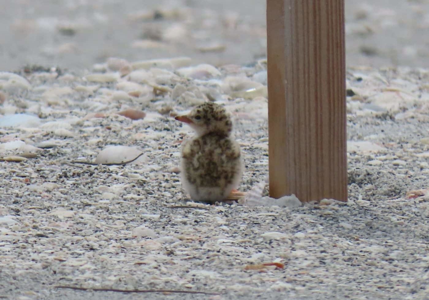 newly hatched least tern chick sitting in sand 