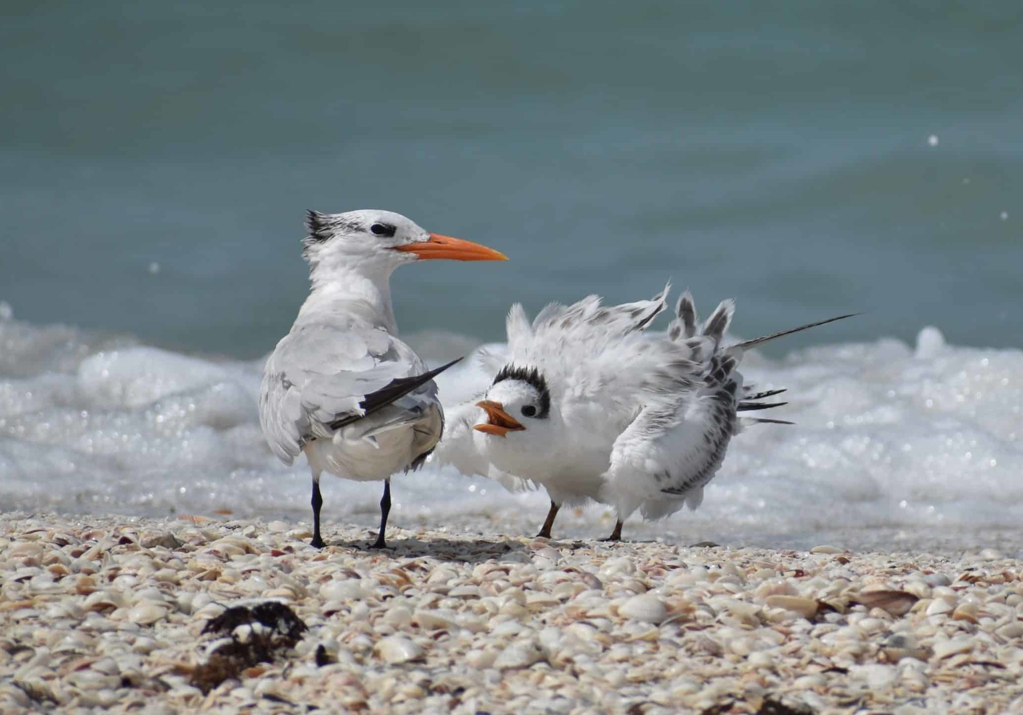 Fledgling royal terns often beg for food from their parents