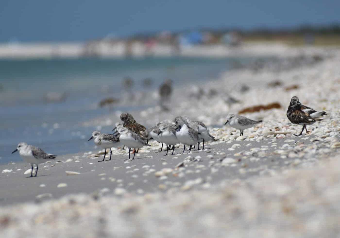 mixed shorebird flock