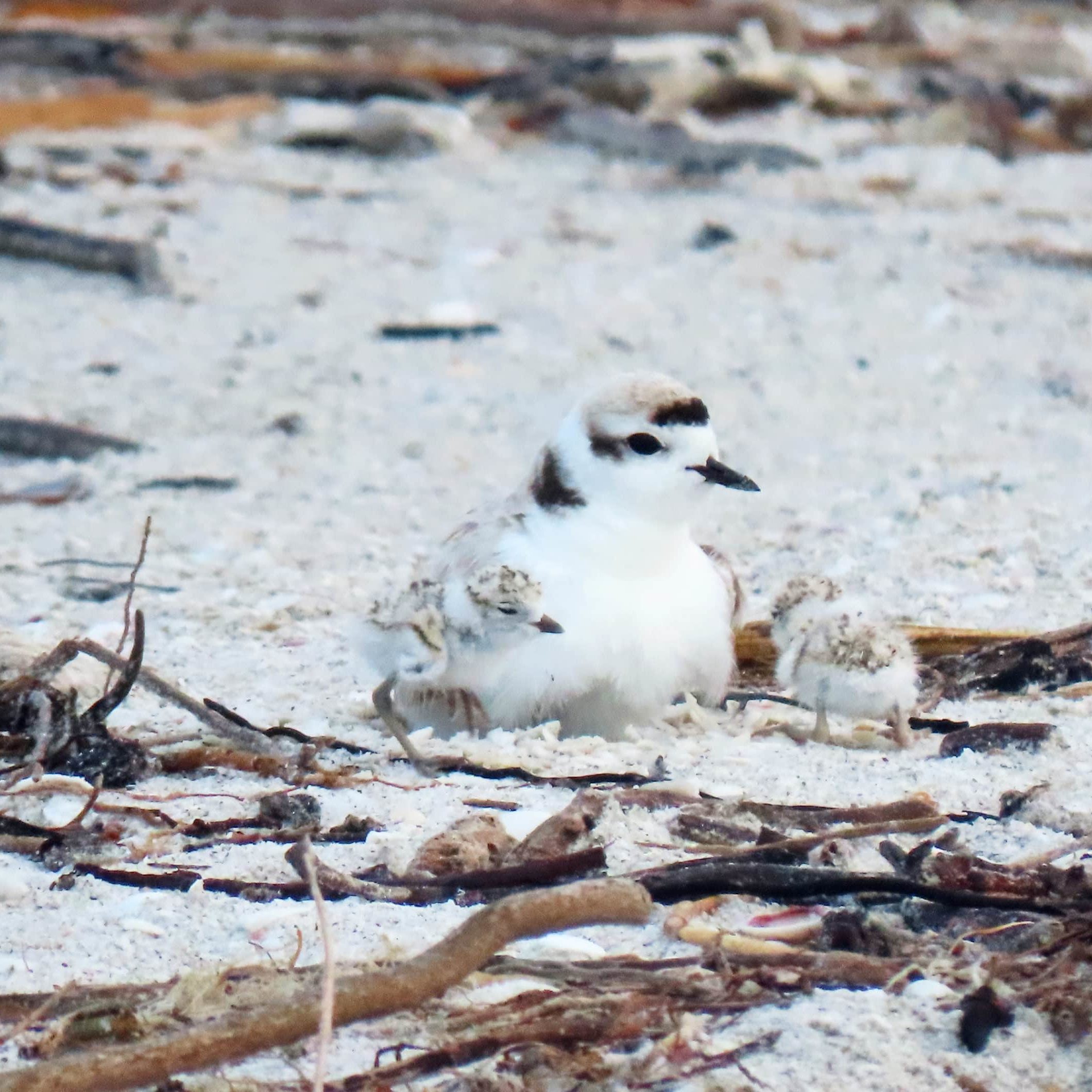 image of snowy plover with two chicks