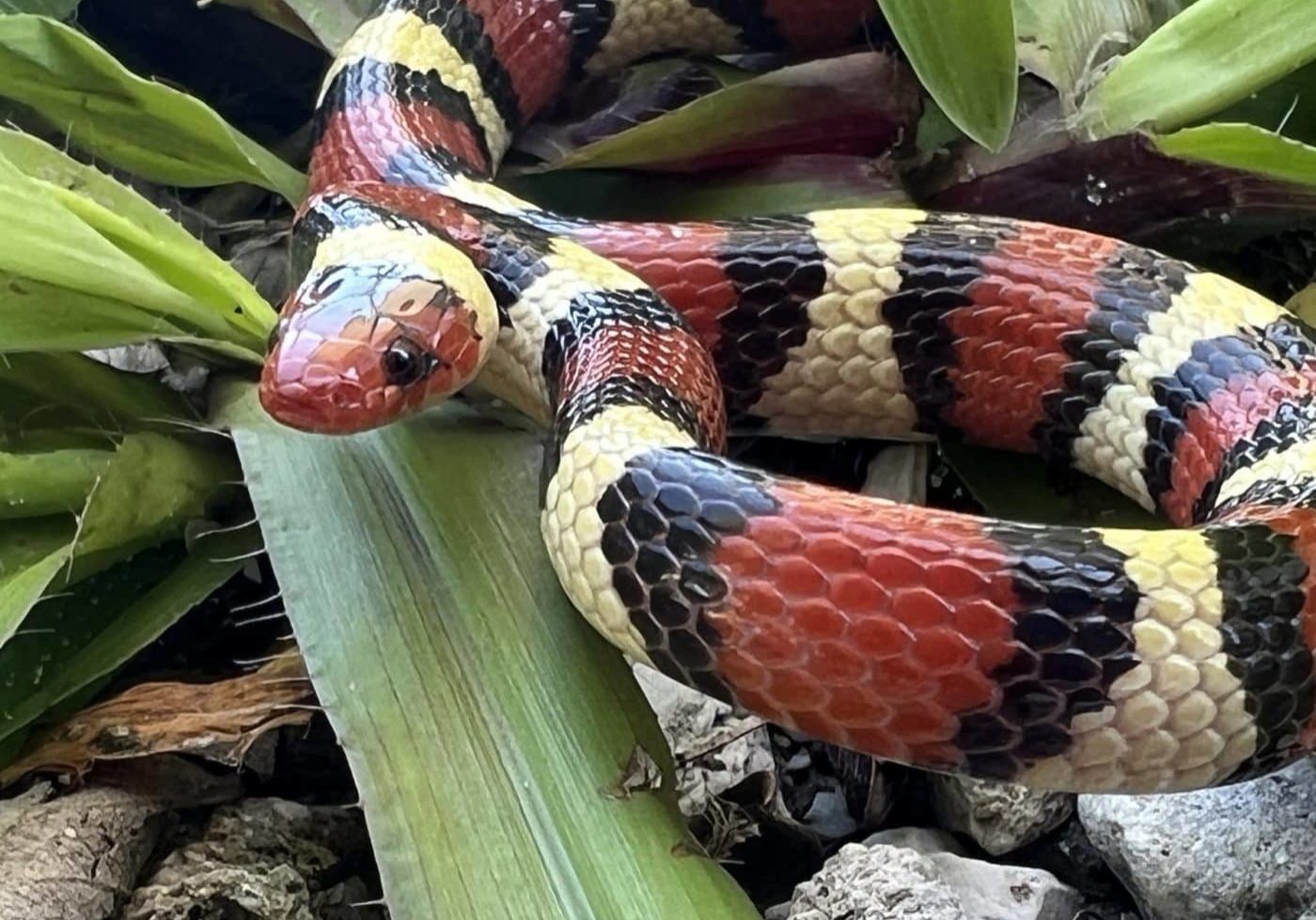 Scarlet Snake 1800