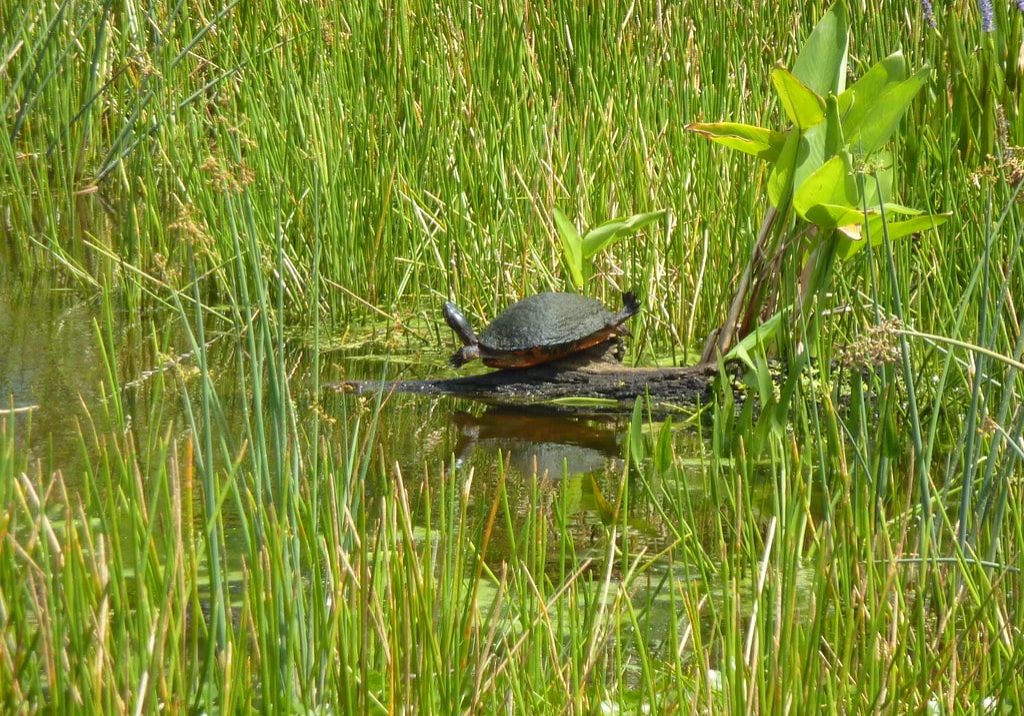 Wetlands