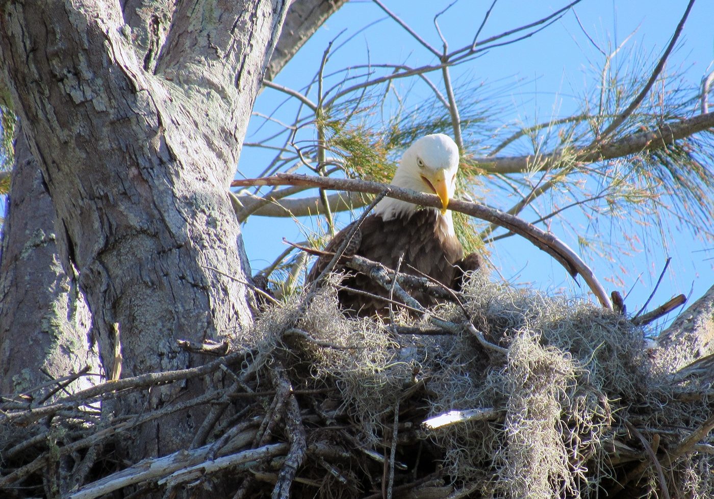 bald eagle building nest