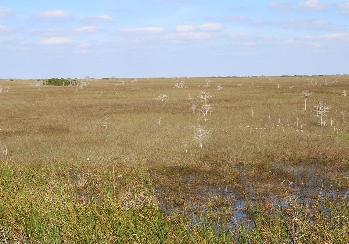 Everglades 32
