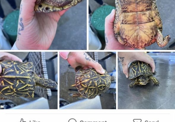 Fb Post Box Turtle