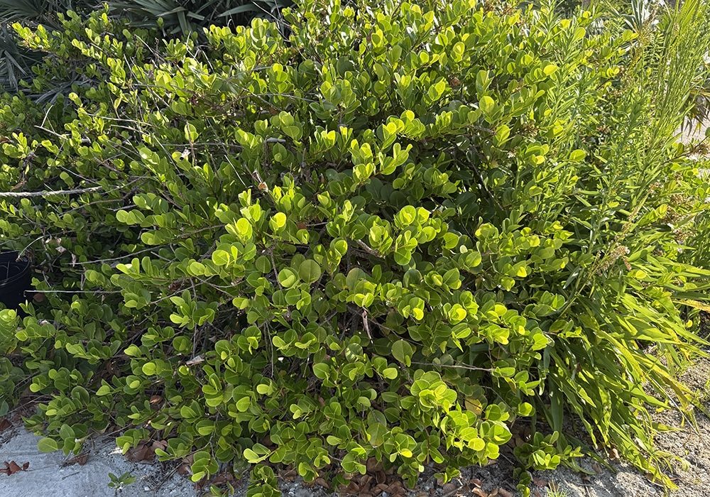 Horizontal Cocoplum