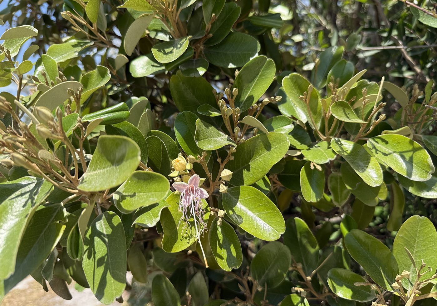 Jamaica Caper
