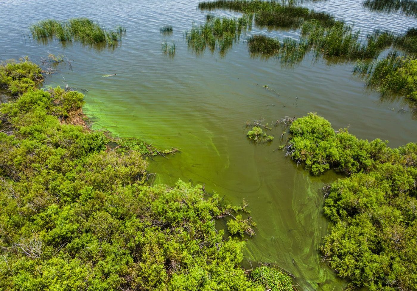 lake okeechobee rainy season algal blooms