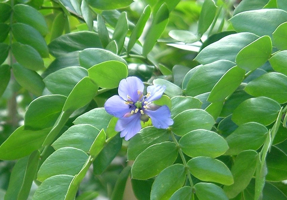 Lignumvitae2