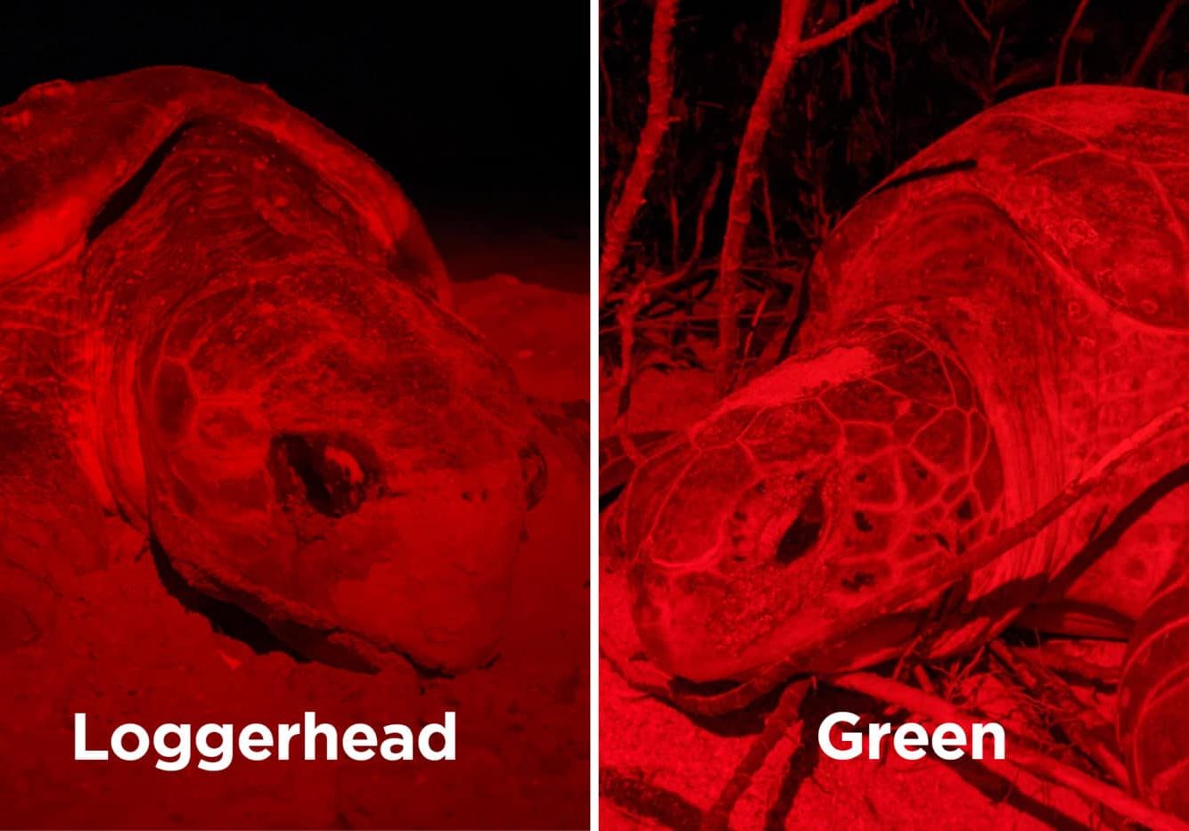 loggerhead vs green sea turtle