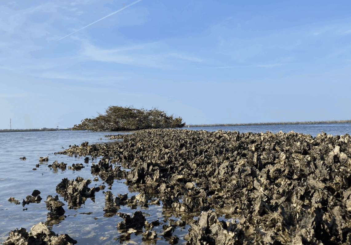 Oysters