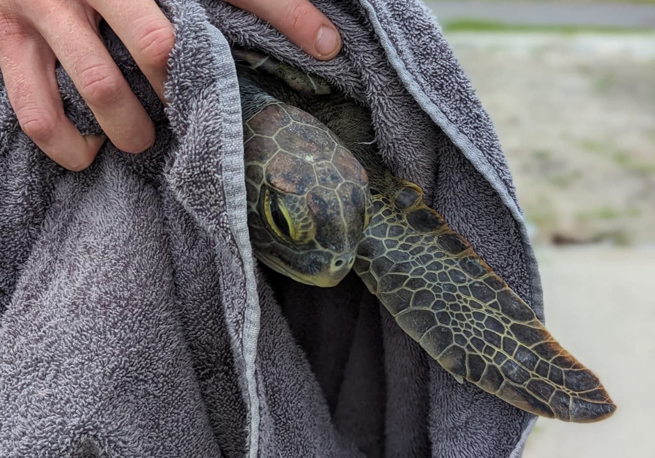 green sea turtle held in a towel