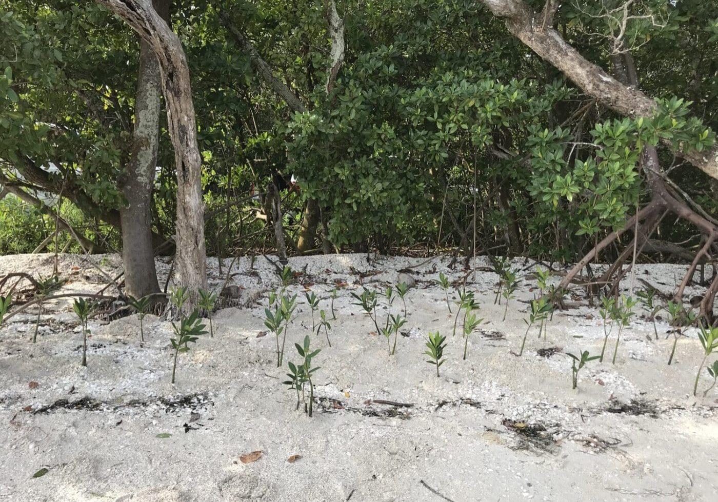 image of mangrove saplings on a shoreline